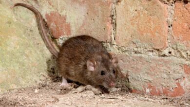 ПОКА СПОРЯТ О БЕЗДОМНЫХ ЖИВОТНЫХ… В ГОРОДАХ ЗАМЕЧАЮТ ДРУГУЮ ПРОБЛЕМУ ПОКА СПОРЯТ О БЕЗДОМНЫХ ЖИВОТНЫХ… В ГОРОДАХ ЗАМЕЧАЮТ ДРУГУЮ ПРОБЛЕМУ