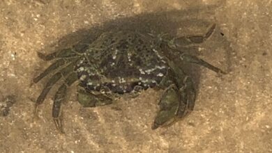 НЕОЖИДАННЫЙ УЛОВ НА КАПЧАГАЕ ВЫЗВАЛ УДИВЛЕНИЕ