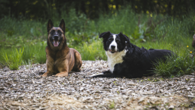 НОВЫЙ НАЛОГ ДЛЯ ЛЮБИТЕЛЕЙ СОБАК НОВЫЙ НАЛОГ ДЛЯ ЛЮБИТЕЛЕЙ СОБАК