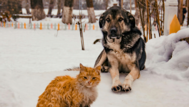 ШТРАФ ДО 10 МРП: ВЛАДЕЛЬЦАМ ЖИВОТНЫХ НАПОМНИЛИ О ТРЕБОВАНИЯХ ШТРАФ ДО 10 МРП: ВЛАДЕЛЬЦАМ ЖИВОТНЫХ НАПОМНИЛИ О ТРЕБОВАНИЯХ